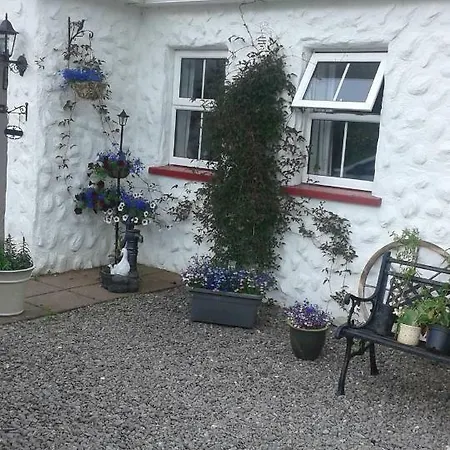 Acorn * Tralee