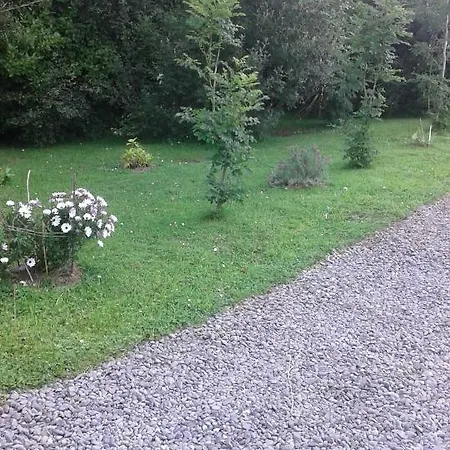 Acorn Tralee
