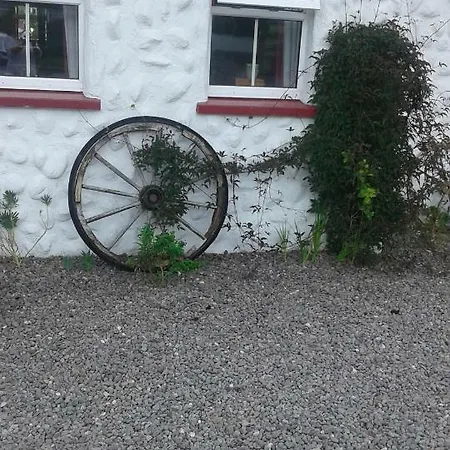 Acorn * Tralee